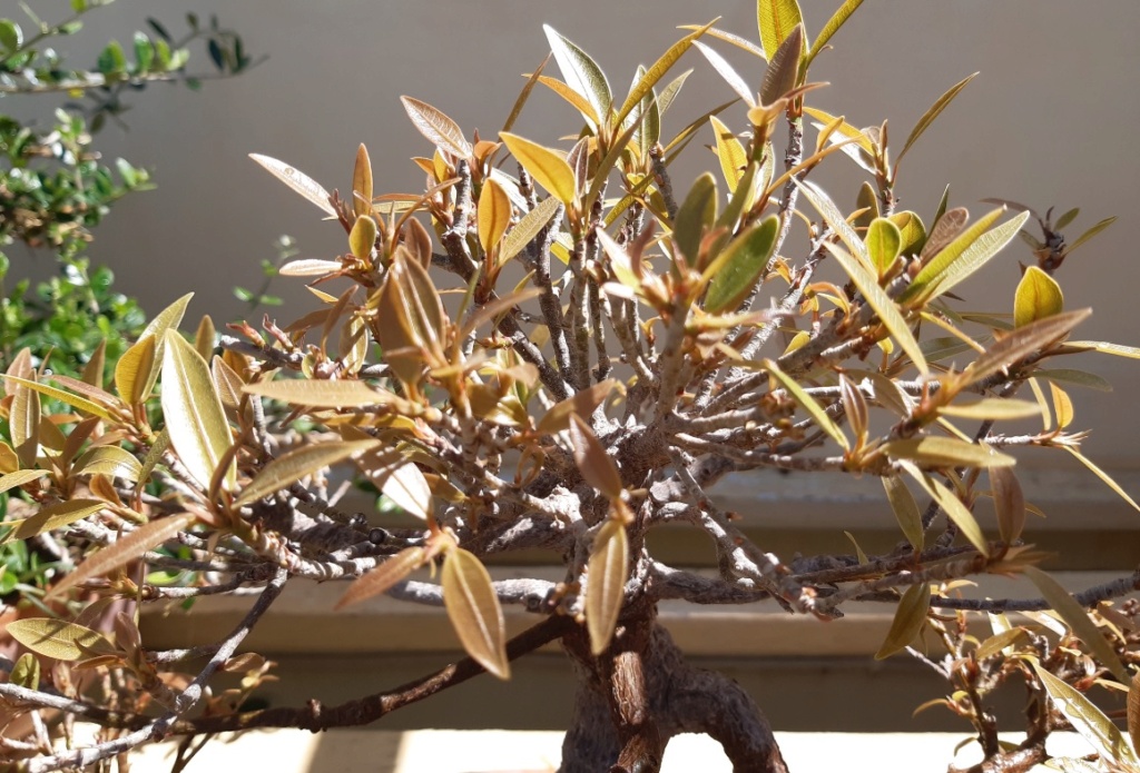 Ficus salicaria bonsai: Leafing out after total defoliation Ficus_10