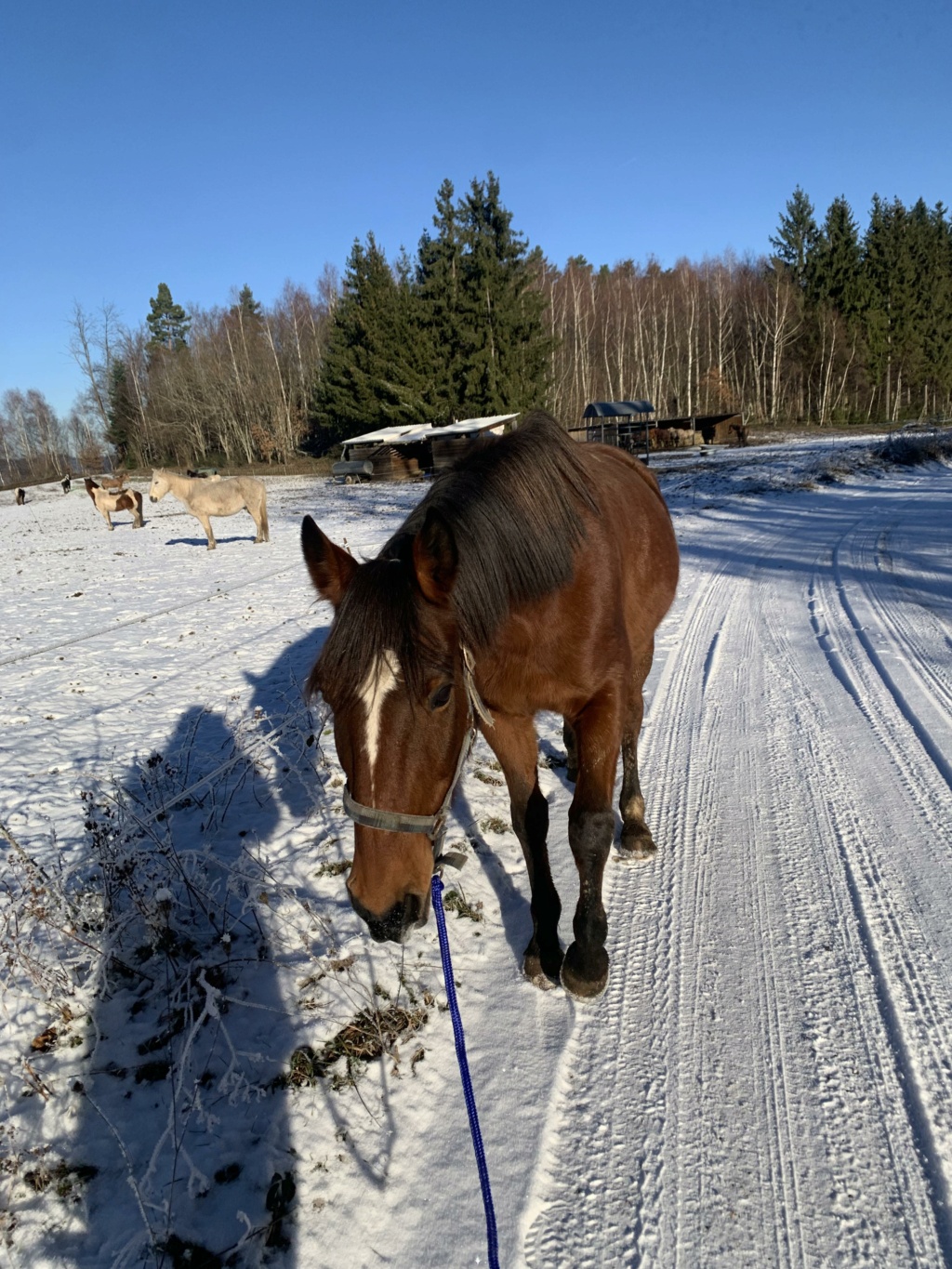 TAGADA SACHA EN FA CHEZ NADÈGE DEPT88 41478110