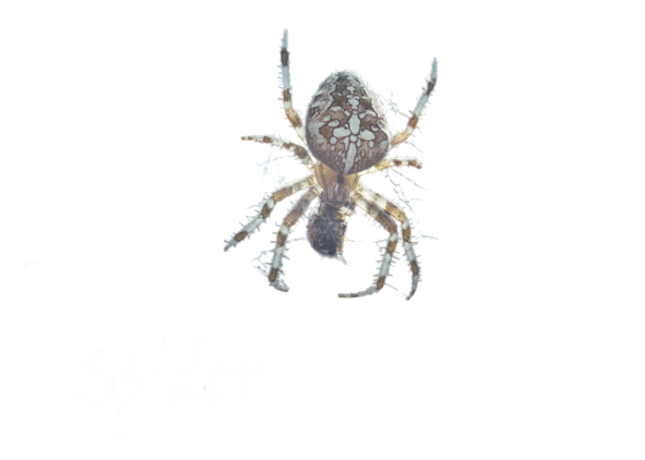 Casper Spider10