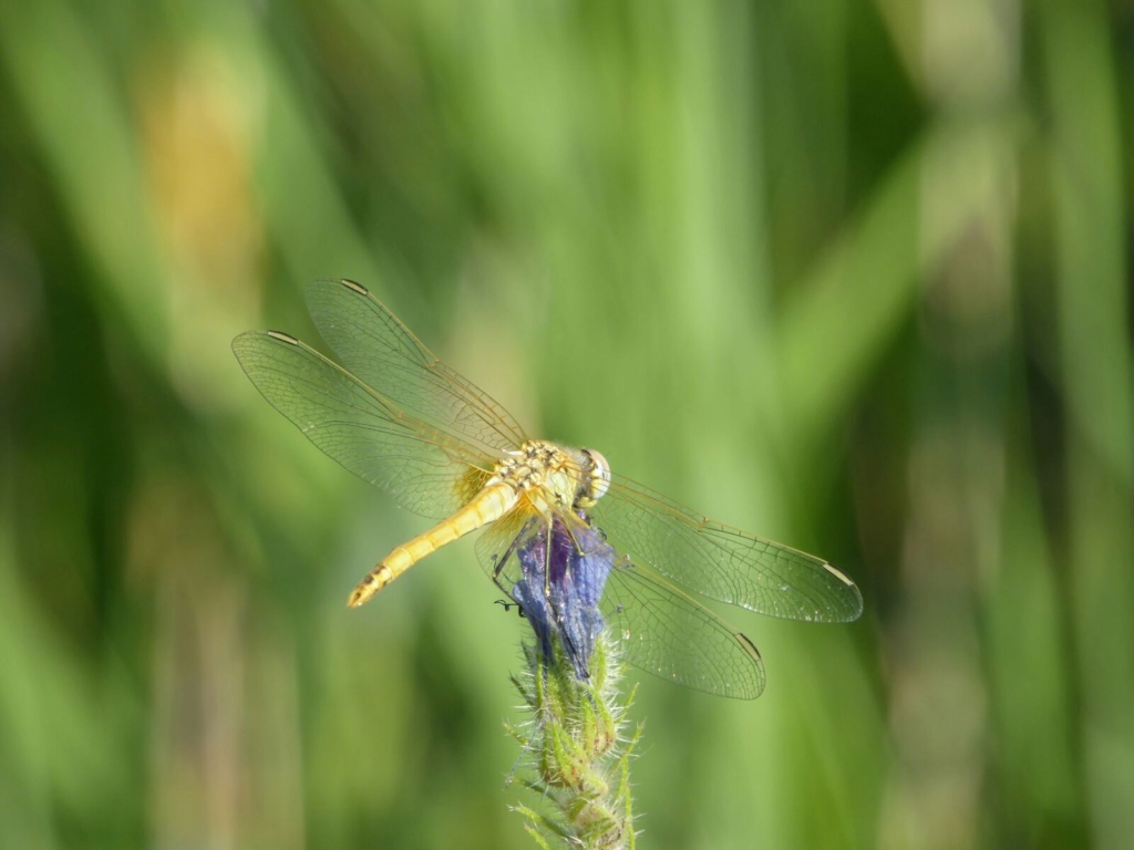 Identificación Libeal10