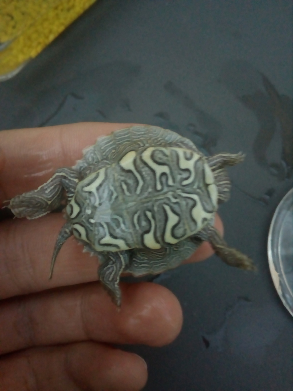 Identification tortue aquatique 15344410