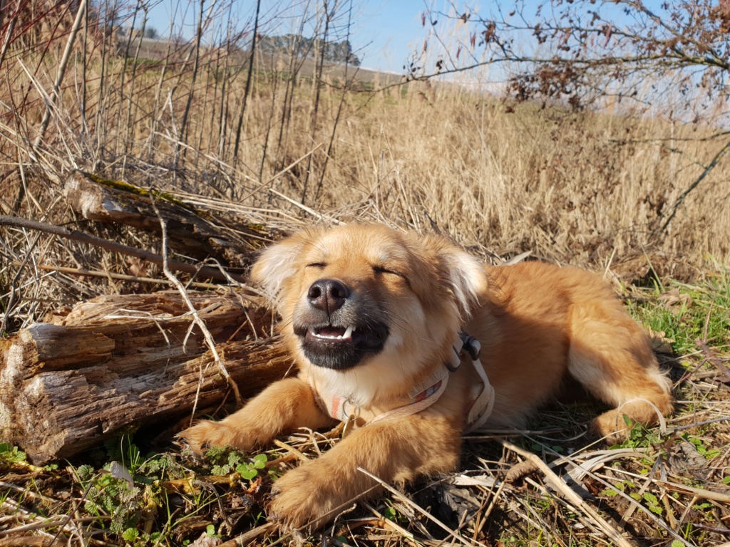 LEIA (ex BASILA) - femelle, croisée de petite taille adulte, née environ juillet 2018.  (PASCANI) - REMEMBER ME LAND - Adoptée par Marion (74) - Page 3 20190213