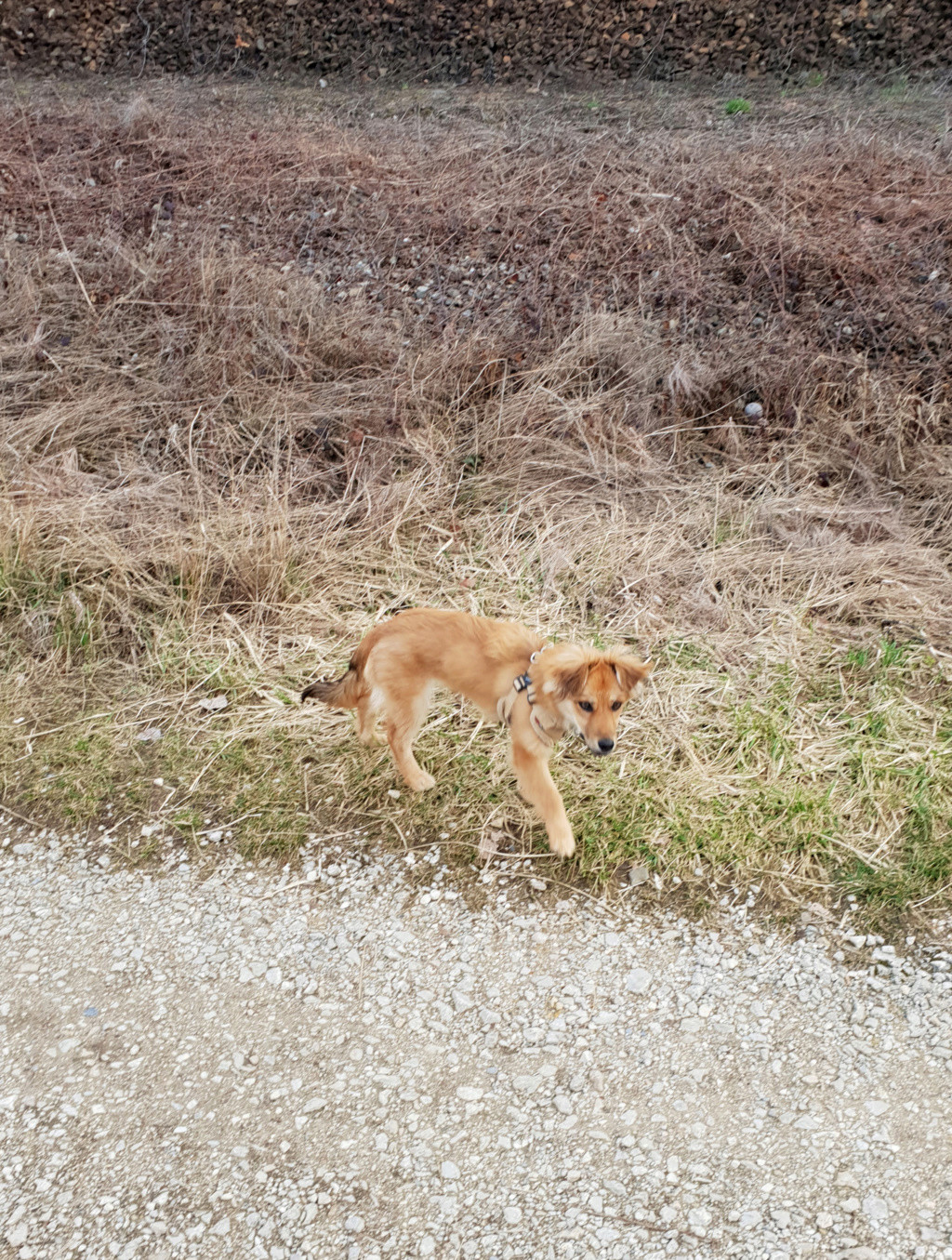 LEIA (ex BASILA) - femelle, croisée de petite taille adulte, née environ juillet 2018.  (PASCANI) - REMEMBER ME LAND - Adoptée par Marion (74) - Page 3 20190312