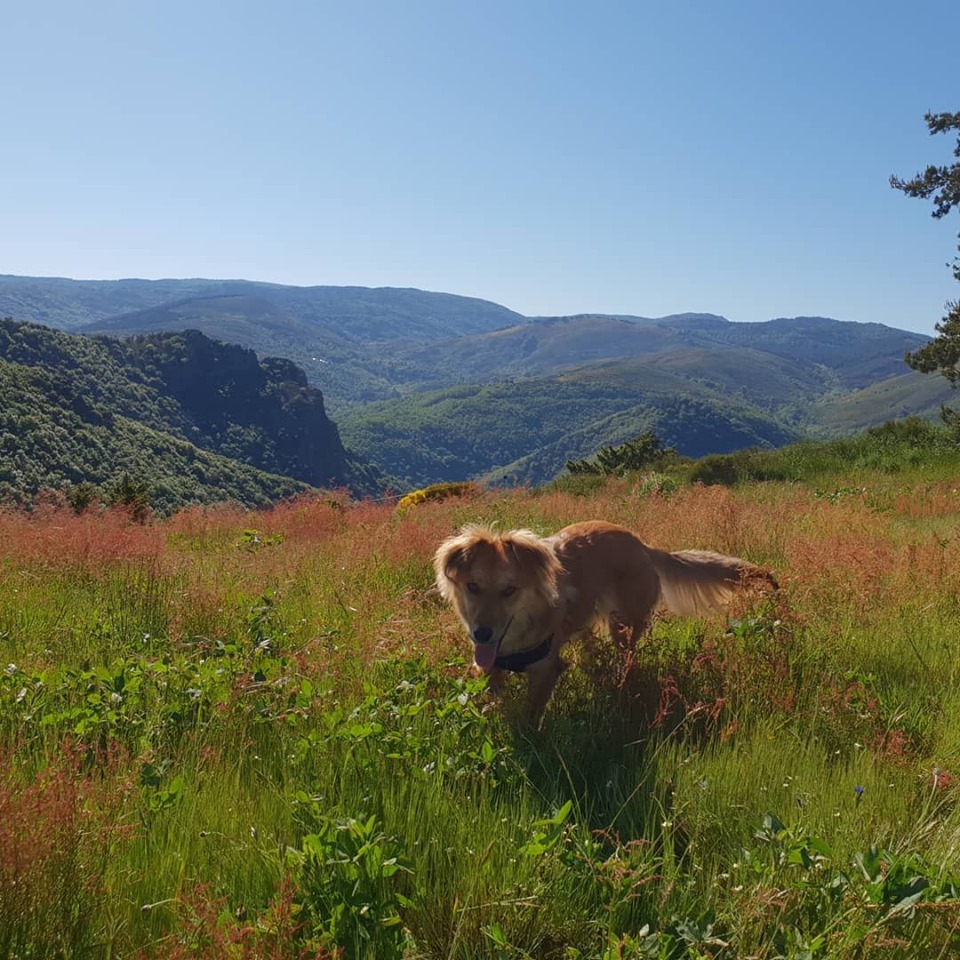 LEIA (ex BASILA) - femelle, croisée de petite taille adulte, née environ juillet 2018.  (PASCANI) - REMEMBER ME LAND - Adoptée par Marion (74) - Page 3 61652610