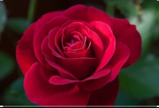 ::Desfile de Rosas AMDA::Hoy se presenta la Rosa Roja AMDA  Screen16