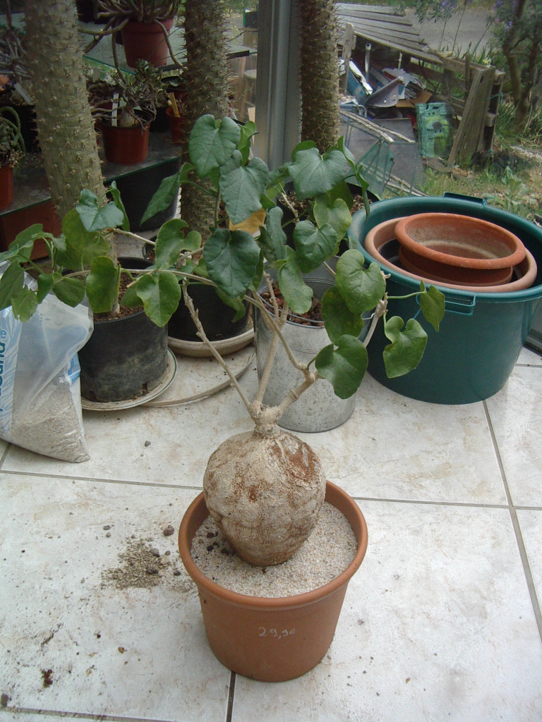 pyrenacantha malvifolia Imgp2537