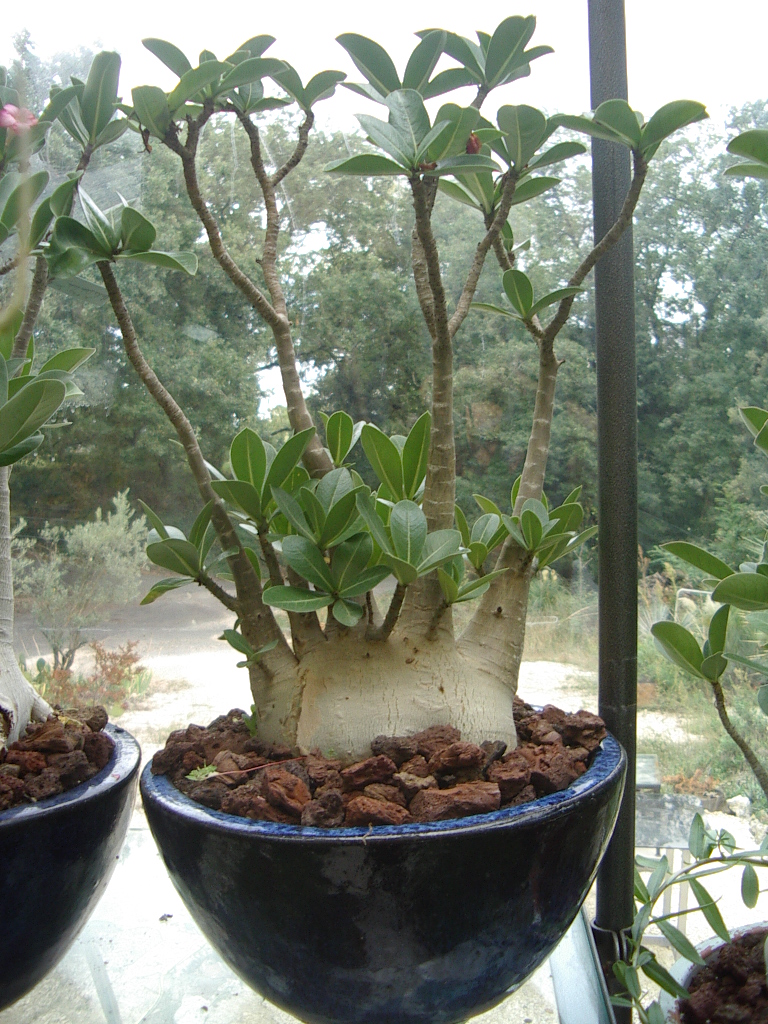 Adenium arabicum - Page 13 Imgp2642