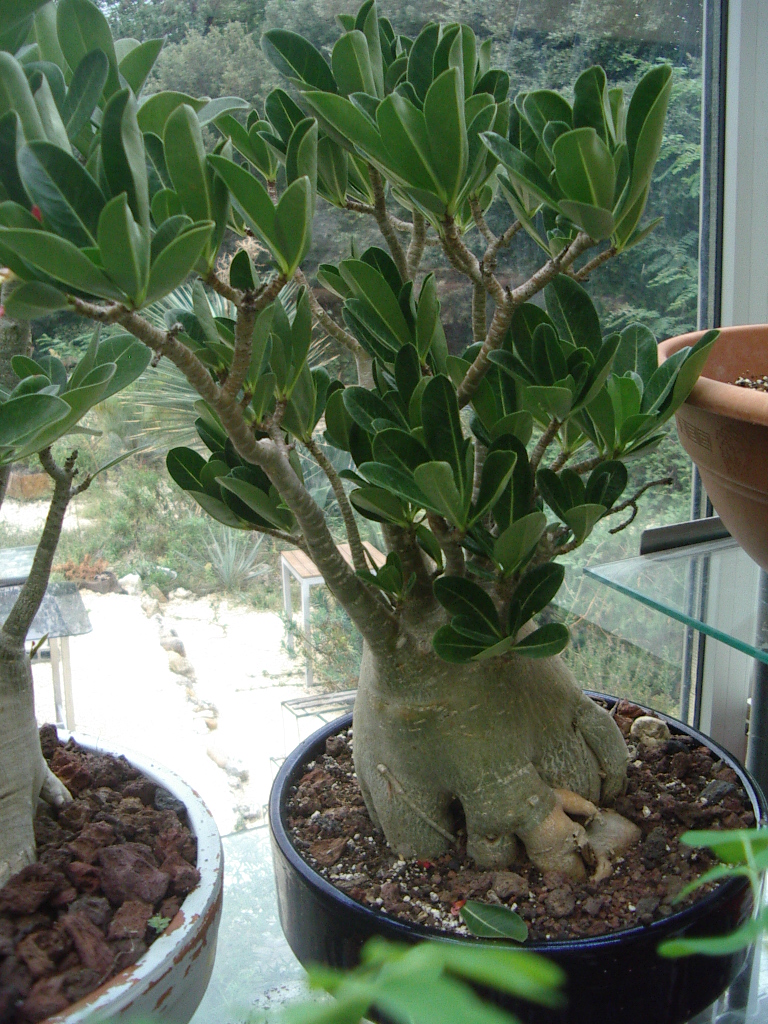 Adenium arabicum - Page 13 Imgp2650