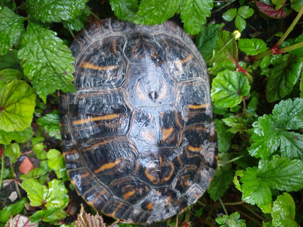 Identifier tortue trouvée  20190510