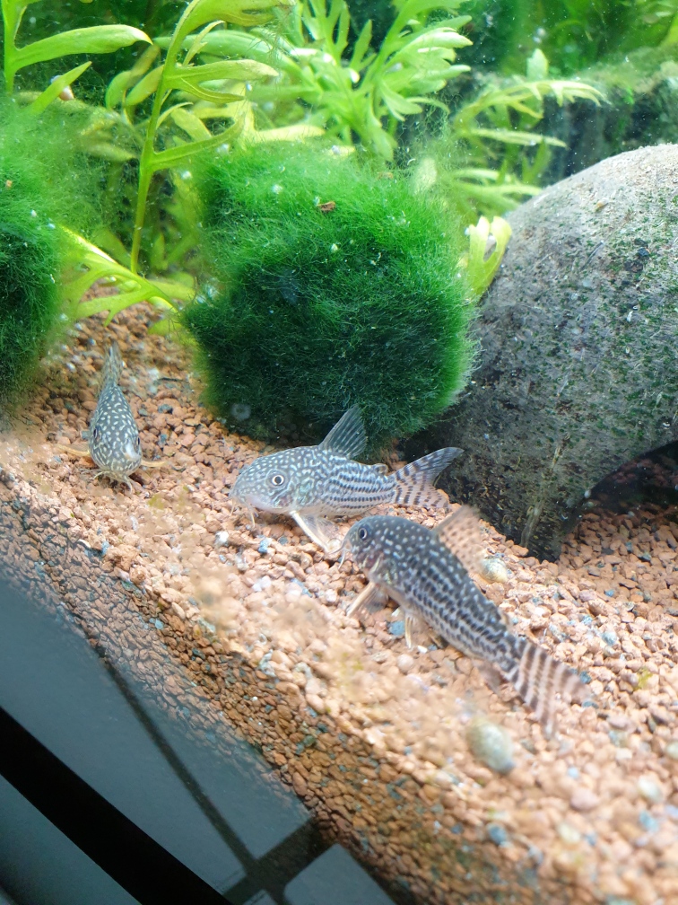 Les corydoras en long en large et en travers - Page 11 Cbcca810