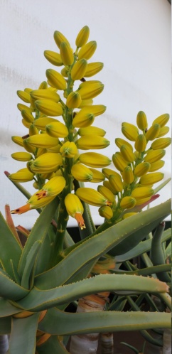 Aloes dichotoma 20201135