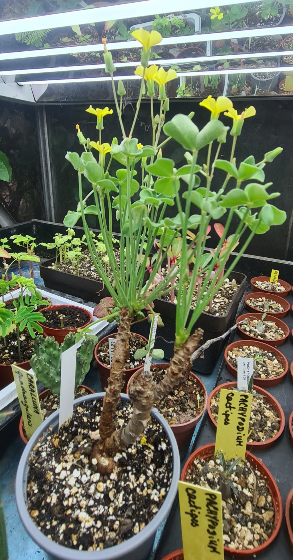 Oxalis megalorrhiza 20210115