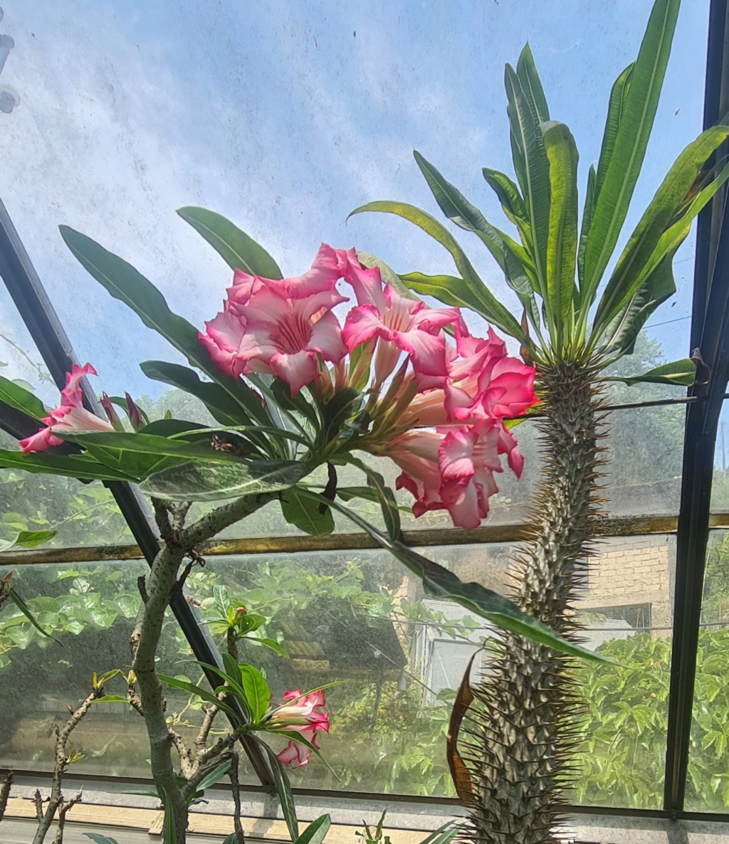 Adenium obesum  - Page 32 20210613