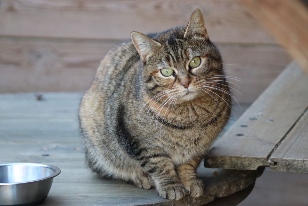 HOURA - tigrée écaille (07/2019) Img_0531