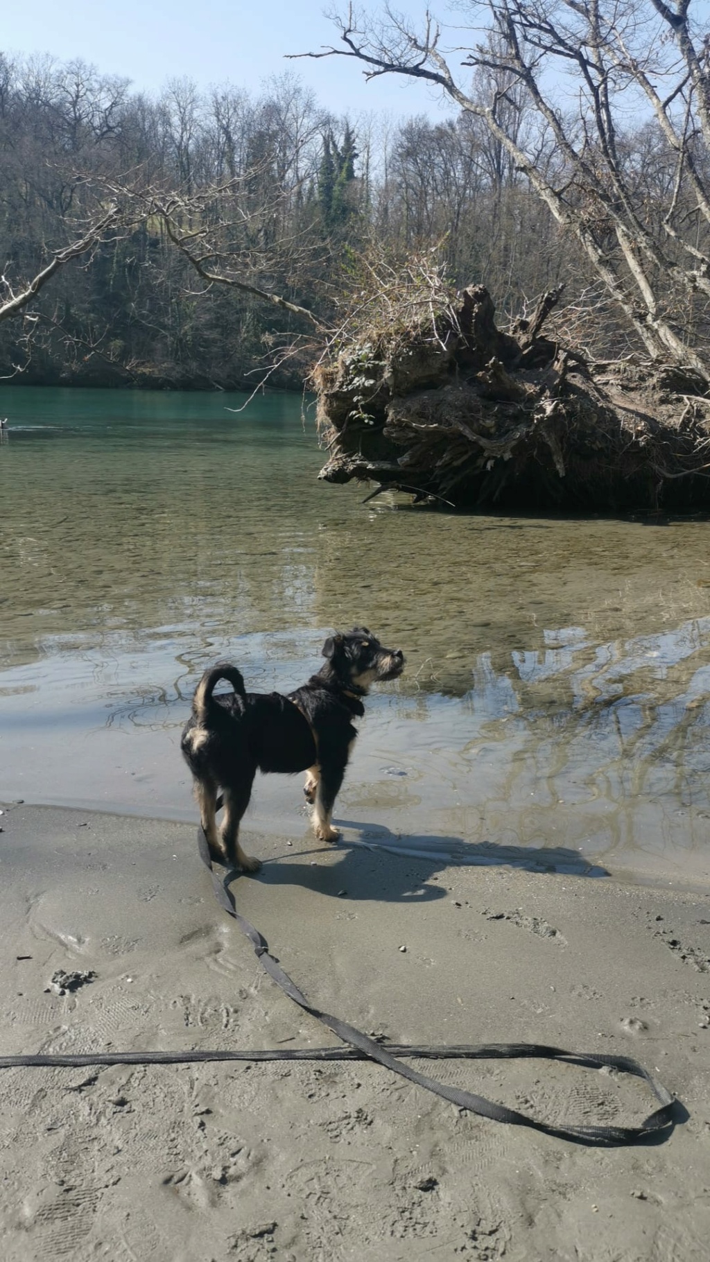 OLIVE (ex FOZZIE) - chiot femelle, de taille petite à moyenne à l'âge adulte - née environ en octobre 2021 - REMEMBER ME LAND - Adoptée par Mo (1203 - Suisse)  Img-2011