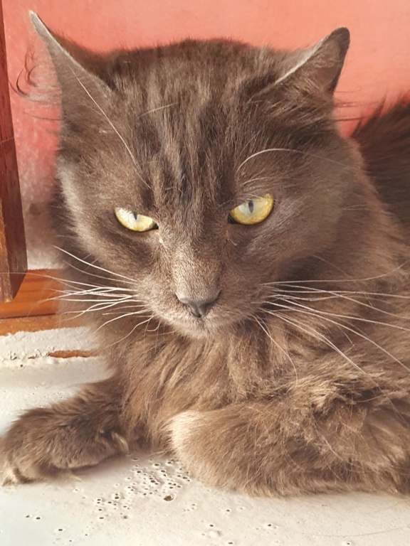 LOULOU (Gris) - FIV+ 20220251