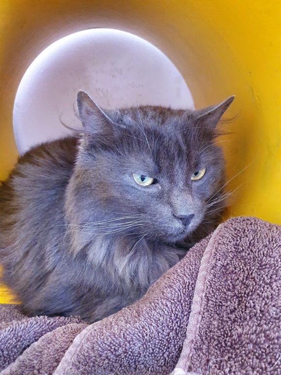 LOULOU (Gris) - FIV+ 20220394