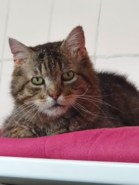 MAX (Tabby) - FIV+ 20220659