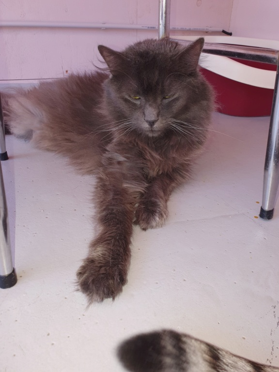 LOULOU (Gris) - FIV+ 20220816