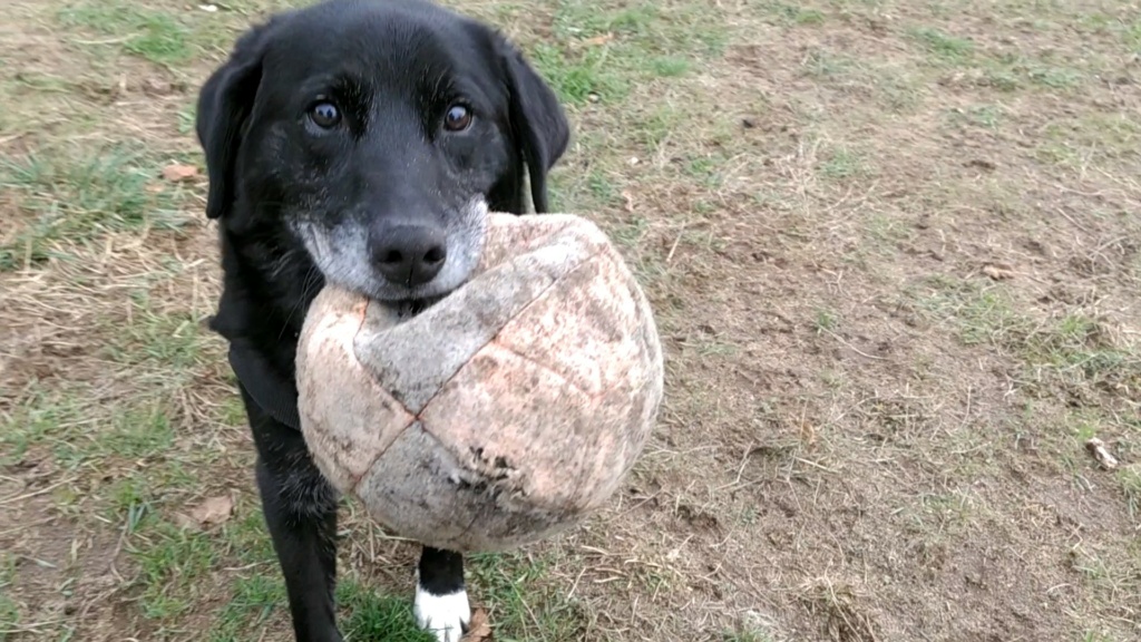 BEETHOVEN (Croisé Beauceron) Vid_2011