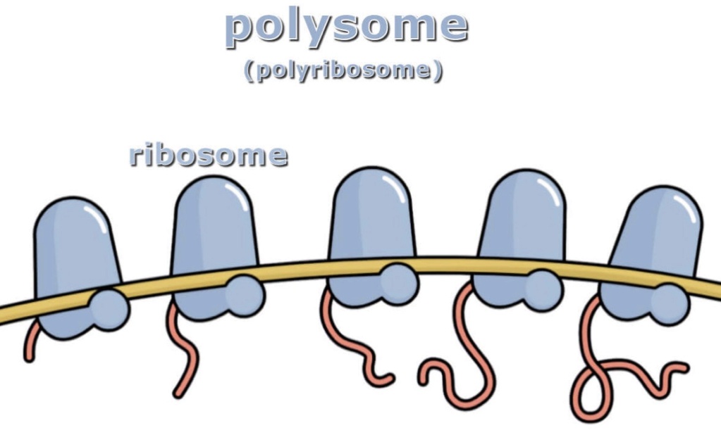 polysome / polyribosome Polyso10