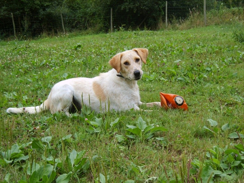 Danna, croisée Labrador/Epagneul Breton de 9 mois (tabanac) S8300710