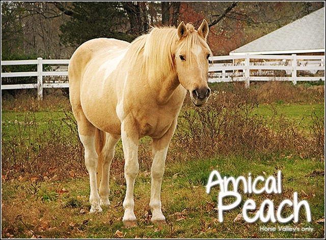 Amical Peach [ Jument PC ] Amical10