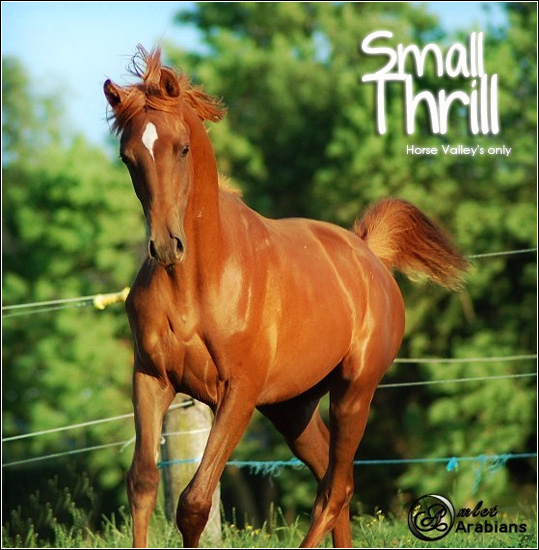 Small Thrill [ Jument PC ] Small_10