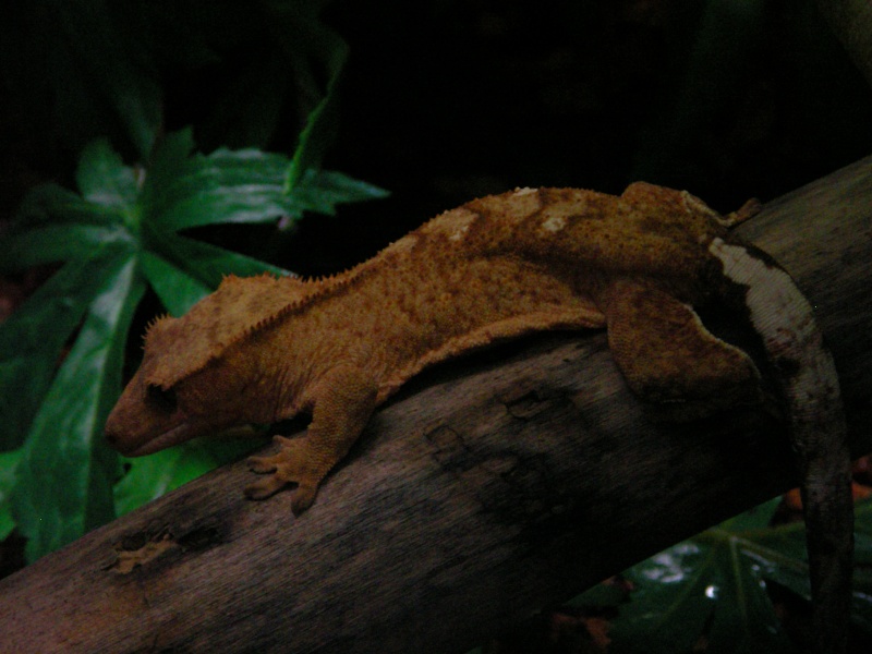 rhacodactylus ciliatus Sany0211