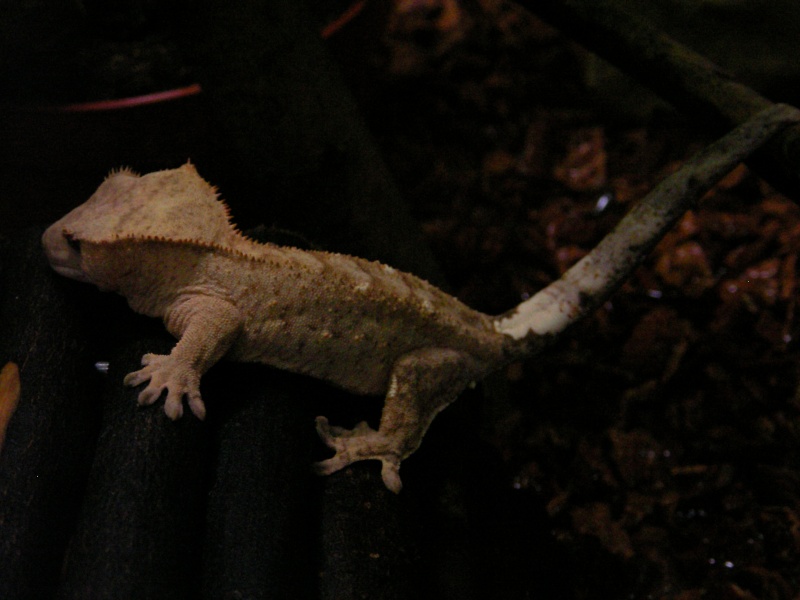 rhacodactylus ciliatus Sany0212