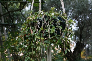 Codonanthe gracilis, une suspension 4 saisons Codona12