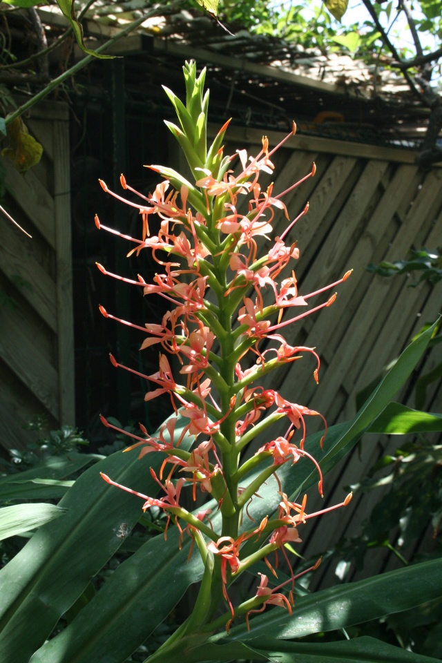 Hedychium coccineum var carneum Hedych10