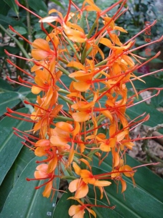 Identification hedychium orange! - Hedychium coccineum 'Tara'! Hedych12