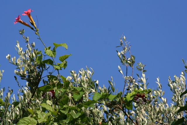 Passiflora alata, au télé seulement Passif10