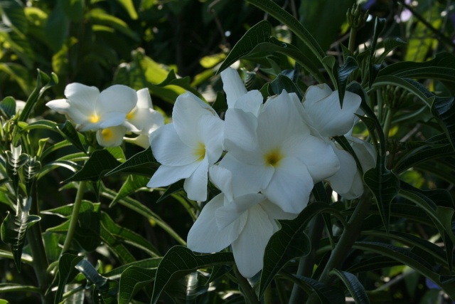 Plumeria pudica Plumer14