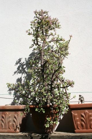 Portulacaria afra formé en bonsaï Portul10