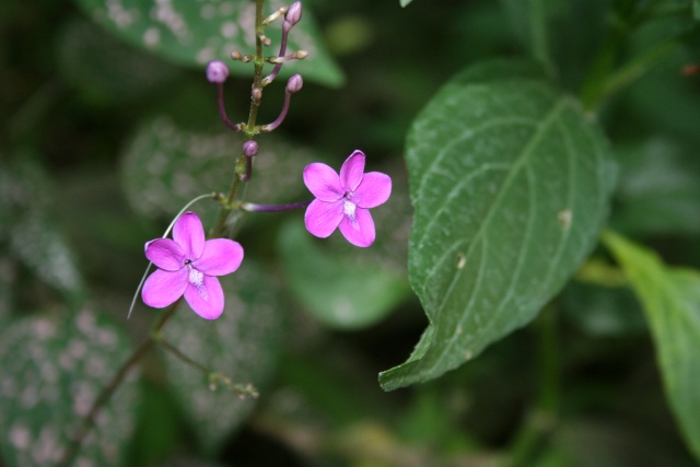 Pseuderanthemum alatum, sympa la " Chocolate plant " Pseude11