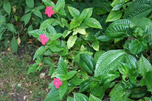 Ruellia rosea Ruelli10