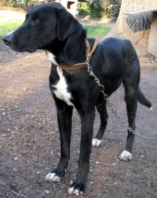 URGENT pour ATTILA gentil male crois labrador de 4 ans Attila10