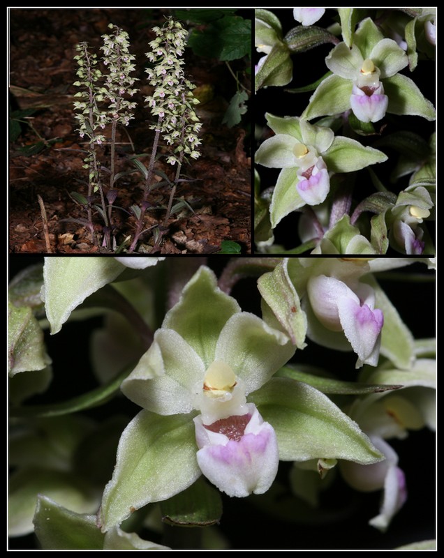 Epipactis purpurata ( Epipactis violacé )