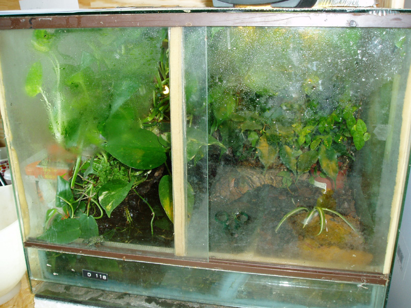 Aménagement terrarium pour grenouilles - Bricolages - Nimo