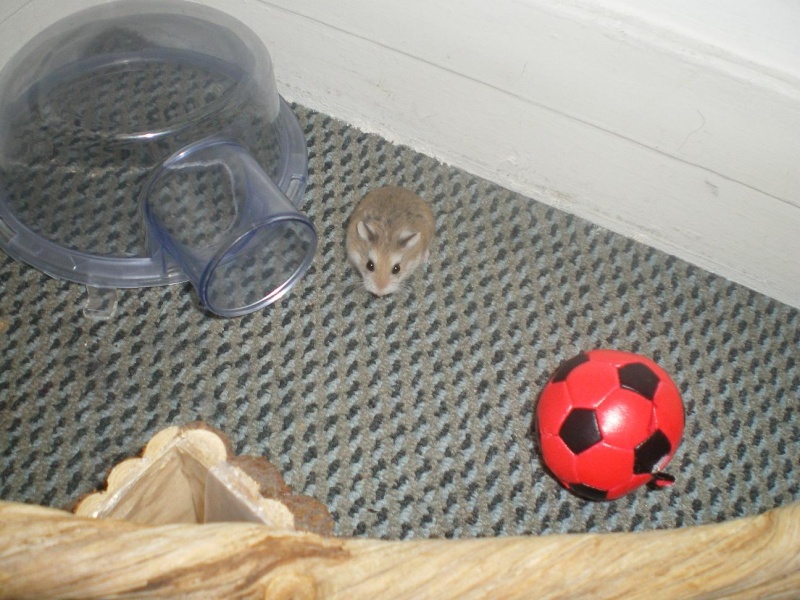 Crunch hamster roborowski femelle adopte par Ange_Blanc Crunch17