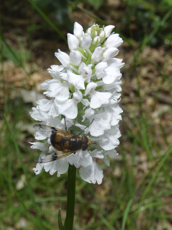 Volucelle sur Dactylorhiza maculata Dsc06312