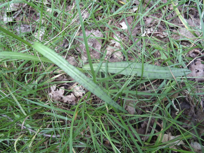 Volucelle sur Dactylorhiza maculata Dsc06315