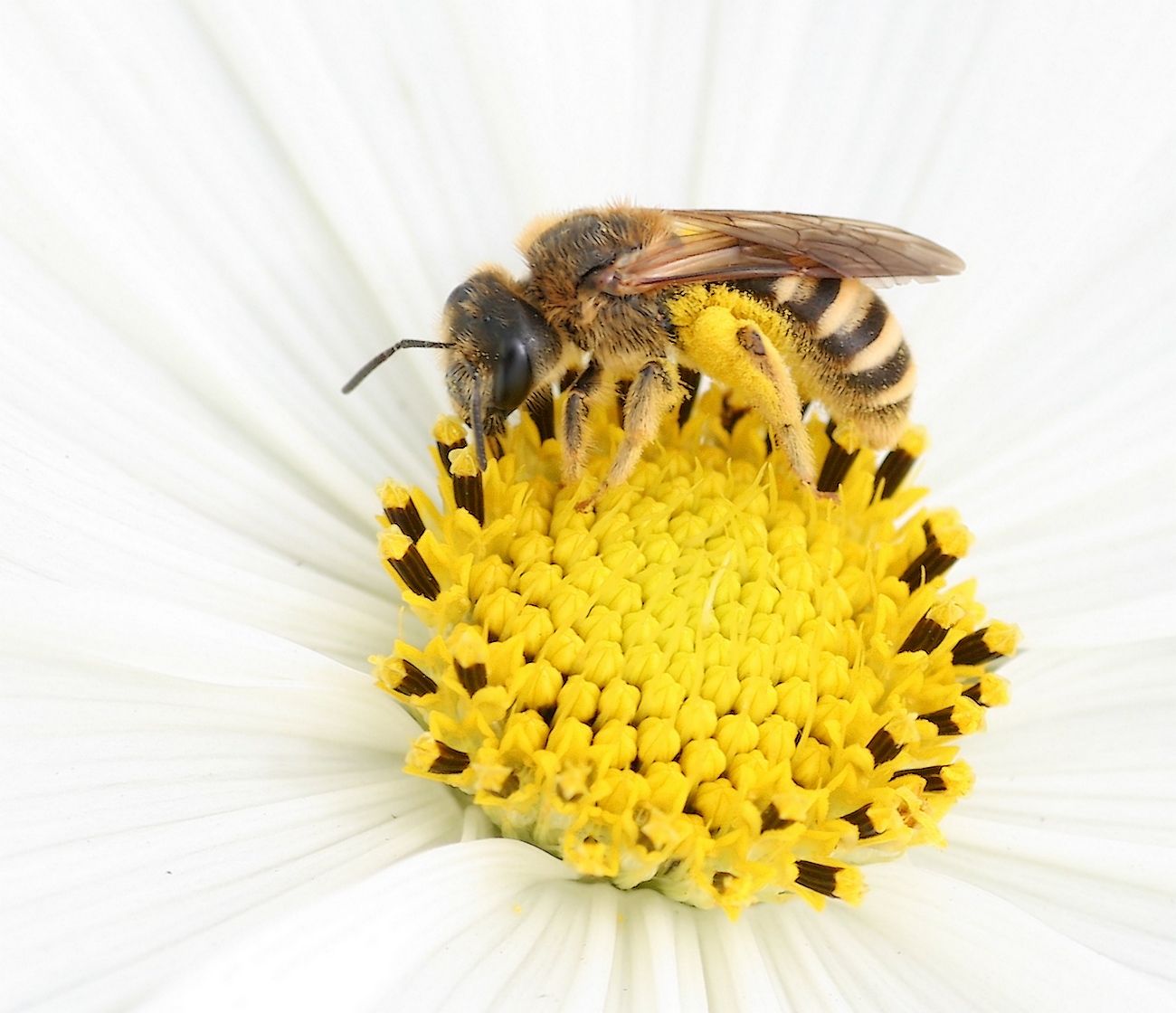 abeille  Img_0511