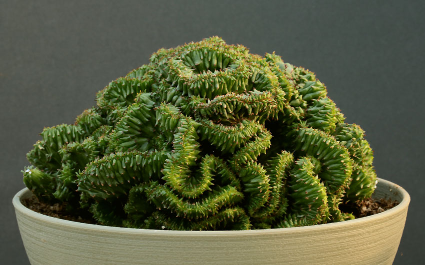 Euphorbia Img_9424