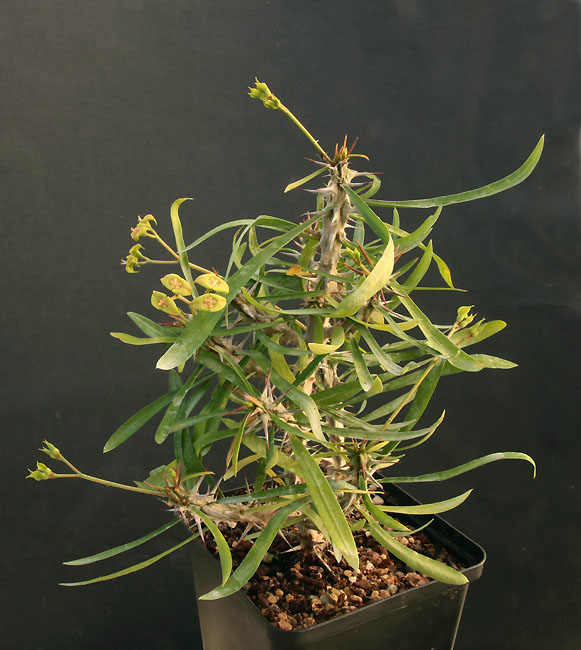 Euphorbia Img_9425
