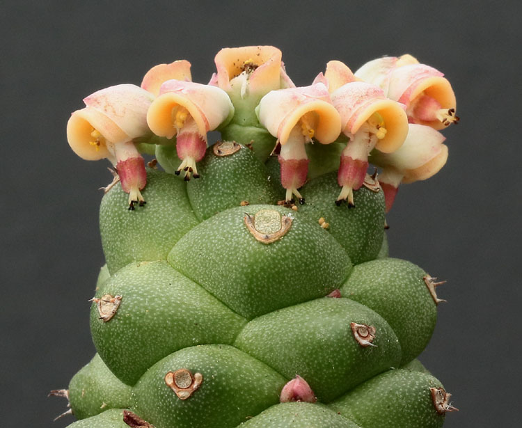Euphorbia Img_9515