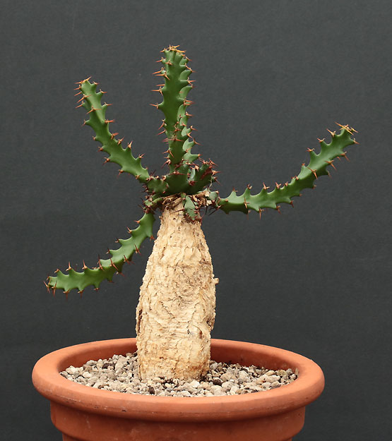 Euphorbia Img_9516