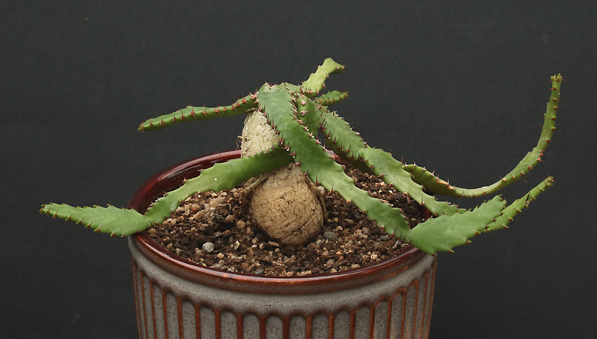 Euphorbia Img_9517